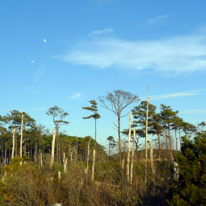 P1010825 (700x700, 200Kb)