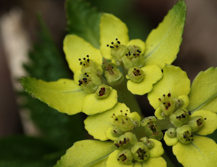 f0165160_1614653Chrysoslenium fauriei (700x541, 142Kb)