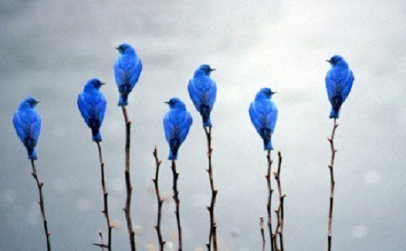 4279149_byket_ptic (572x354, 48Kb)
