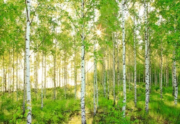 birch-tree-mural (600x414, 112Kb)