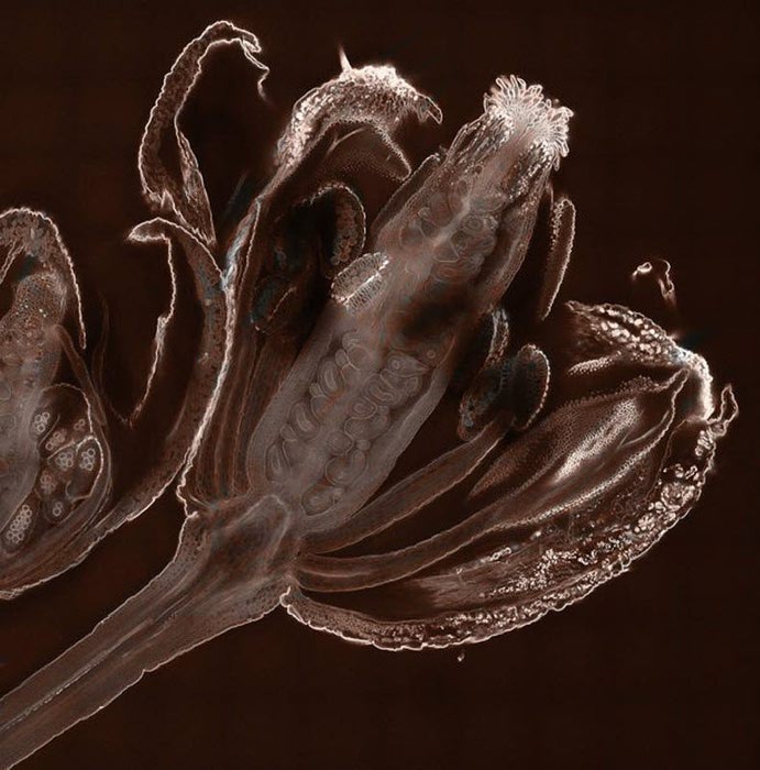      Arabidopsis (691x700, 78Kb)