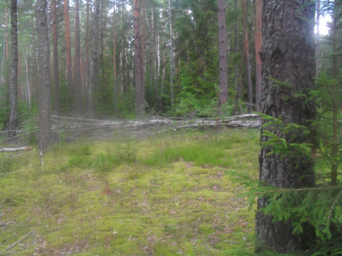 SDC12995 (700x525, 296Kb)