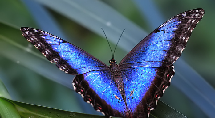 Морфо (лат. Morpho) — род дневных бабочек из семейства Nymphalidae. (700x385, 106Kb)