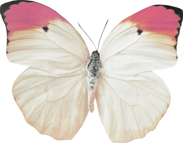 Бабочки бело розовые. Бабочка светлая. Светло розовые бабочки на белом фоне. Бабочка белая.