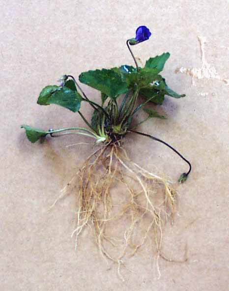 violet fibrous roots (466x592, 29Kb)