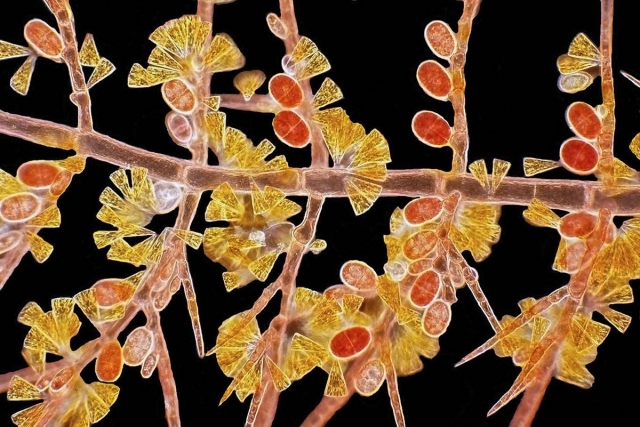  Olympus BioScapes Imaging Competition 2012 (640x427, 251Kb)