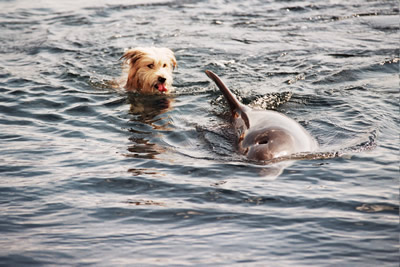 4061676_dog_n_dolfin_8 (400x267, 42Kb)