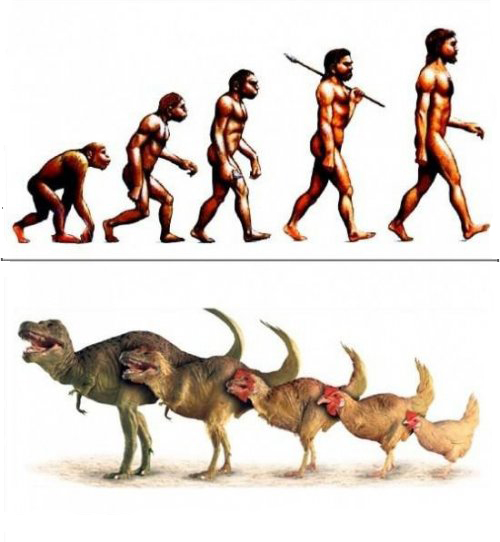 Evolution (500x542, 156Kb)