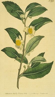 Bohea_Tea_tree (220x388, 18Kb)