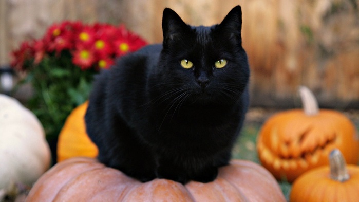 1366_Black Cat On Pumpkin (700x393, 62Kb)