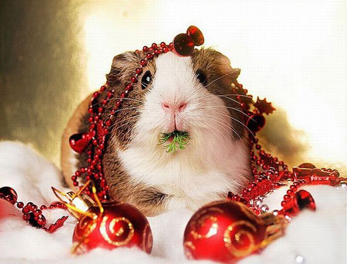 4326608_christmas_animals_640_05 (700x532, 67Kb)