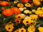  Beautiful-Calendula-Flower-4 (660x495, 280Kb)