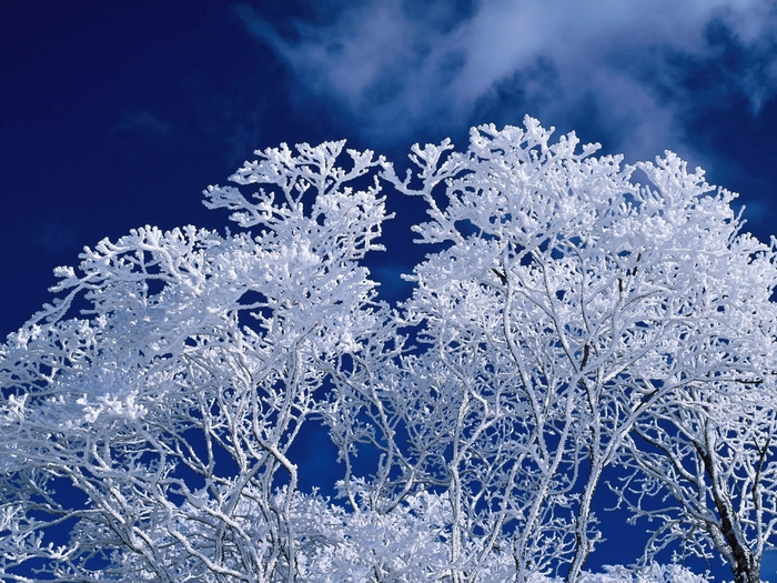 Nature_Seasons_Winter_Winter_frost_branches_006462_ (700x525, 350Kb)