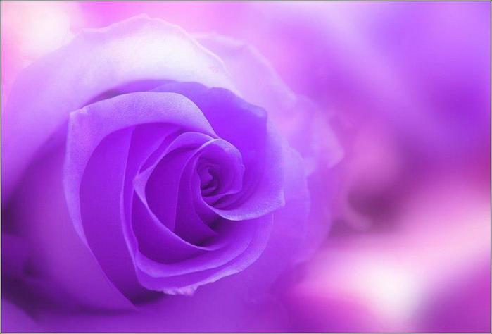 425403_392375754181791_1573128876_n (700x474, 25Kb)