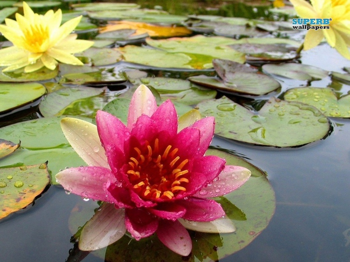 water-lilies-8293-800x600 (700x525, 154Kb)