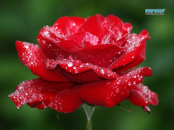 wet-rose-6867-800x600 (700x525, 115Kb)