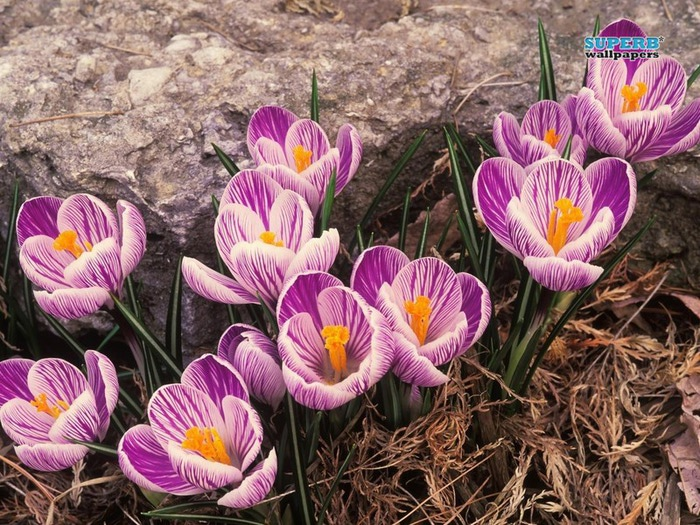 crocus-11731-800x600 (700x525, 174Kb)