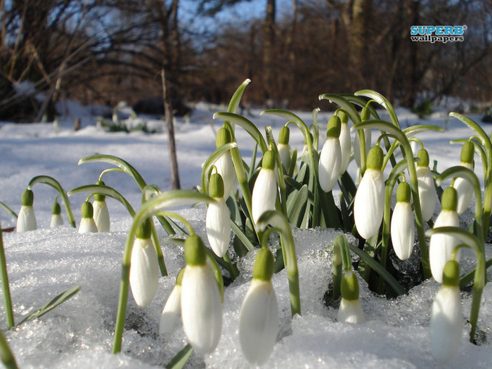 snowdrops-8276-800x600 (700x525, 186Kb)