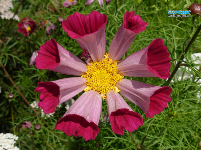 seashells-mexican-aster-12296-800x600 (700x525, 173Kb)