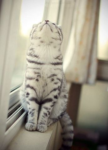 getImageCATDXMJY (346x480, 21Kb)