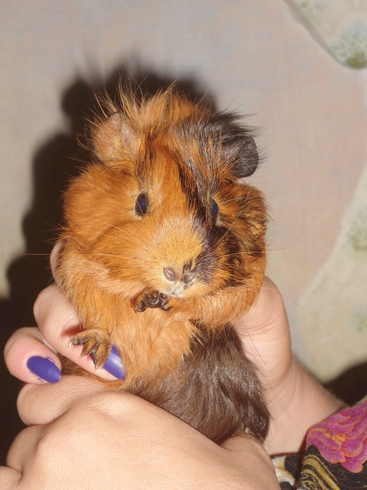 DSC02646 (525x700, 167Kb)
