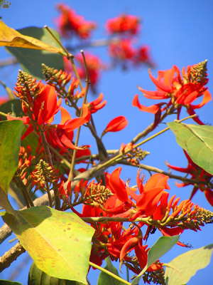 erythrina01 (300x400, 67Kb)