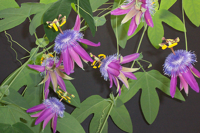 passiflora-loefgrenii-corupa (700x466, 170Kb)