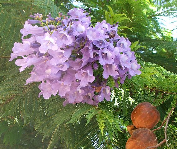 Jacaranda_mimosifolia7273 (569x480, 92Kb)