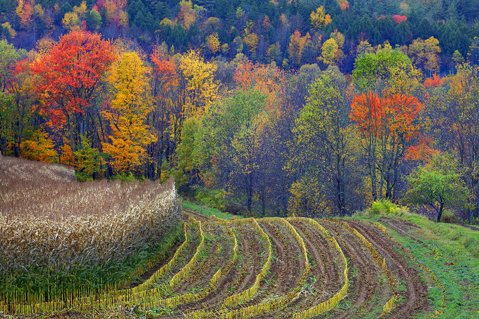 nature (11) (700x466, 298Kb)