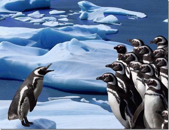 Пингвины льдина без смс