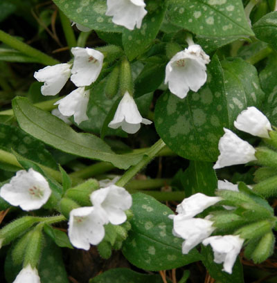 Pulmonaria officinalis Sissinghurst White (400x409, 74Kb)