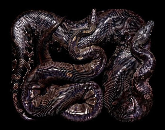 Snakes (65) (700x552, 90Kb)