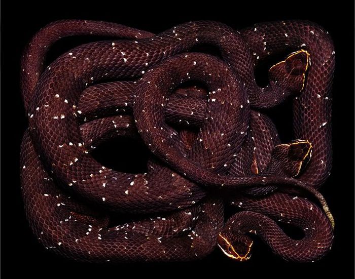 Snakes (68) (700x551, 77Kb)