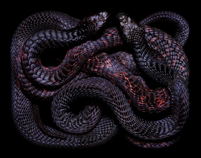 Snakes (67) (700x552, 77Kb)