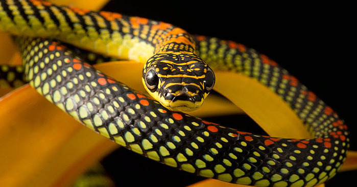 Snakes (1) (700x367, 98Kb)