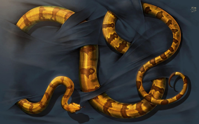 Snakes (21) (700x437, 283Kb)