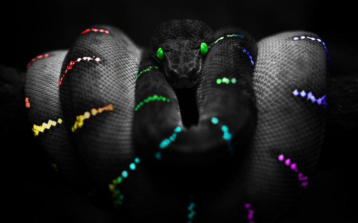 Snakes (19) (700x437, 150Kb)