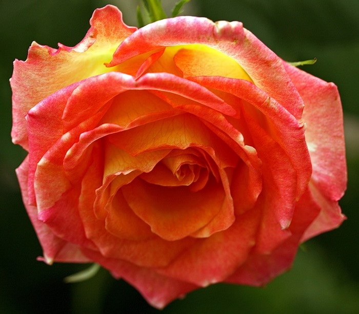 Роза огни парижа фото и описание