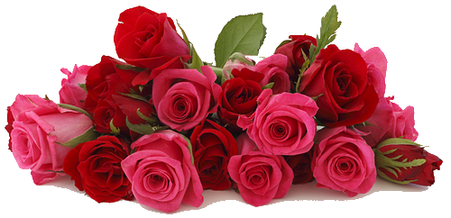 64072037_Rose_background_2 (500x242, 229Kb)