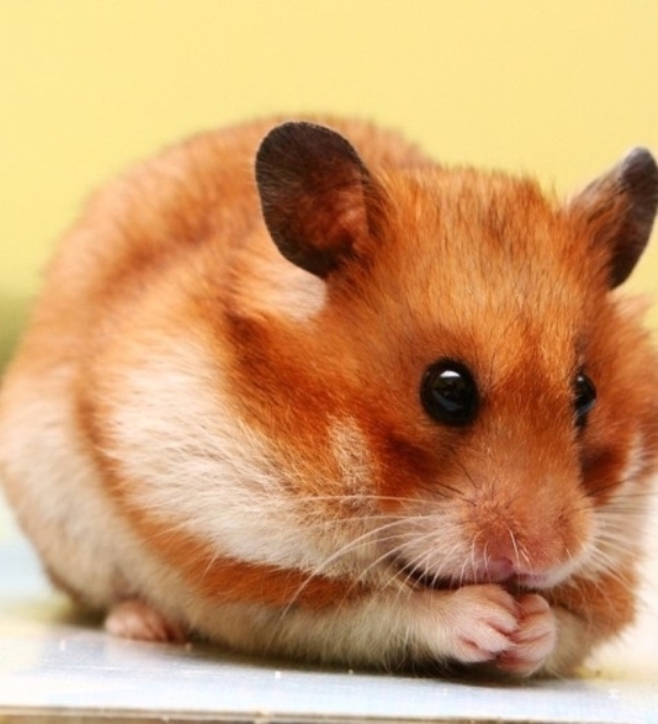 Hamsters (10) (600x661, 201Kb)