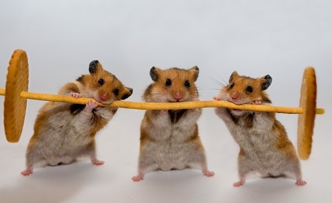 Hamsters (12) (685x419, 136Kb)