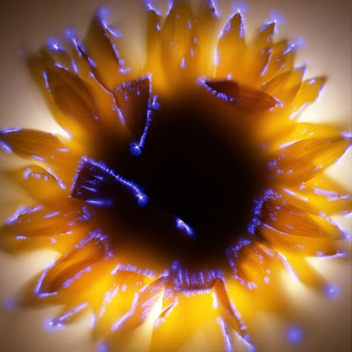 Kirlian-photography-2 (700x700, 83Kb)