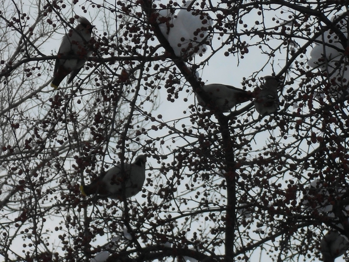 SDC18377 (700x525, 364Kb)