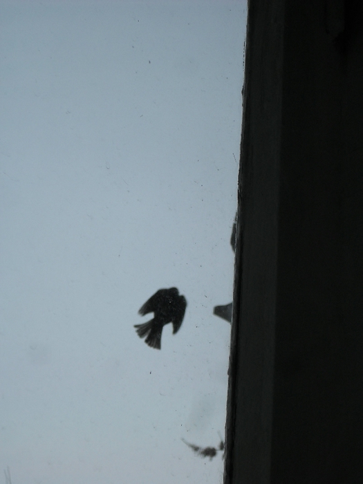 SDC18229 (525x700, 146Kb)