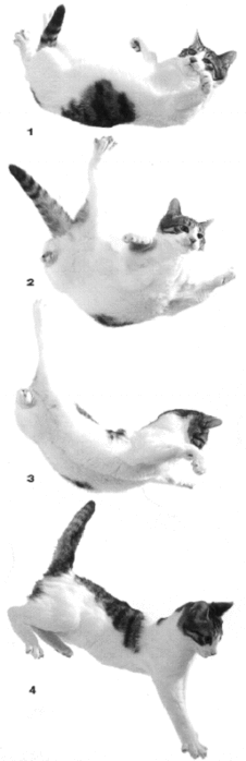  2 (226x700, 35Kb)