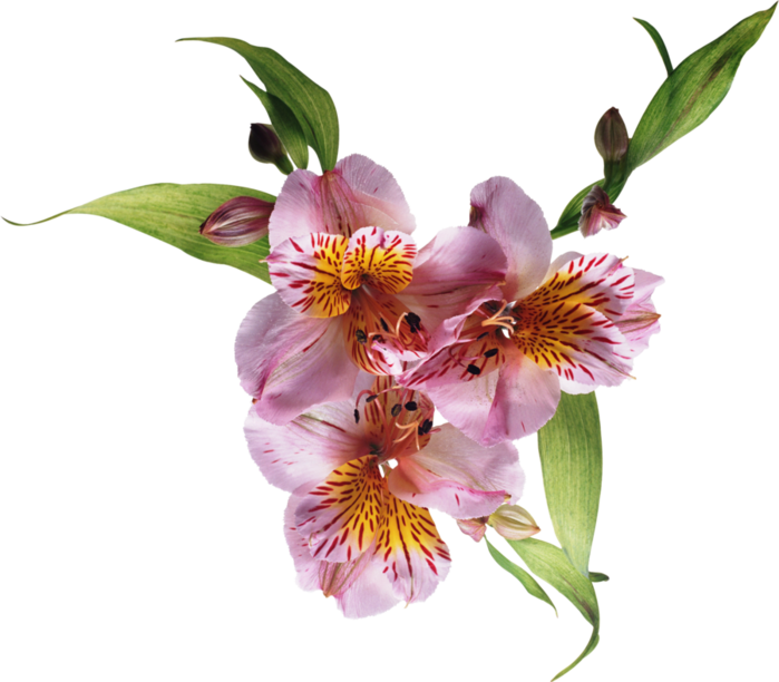 orhidea_008 (700x612, 342Kb)