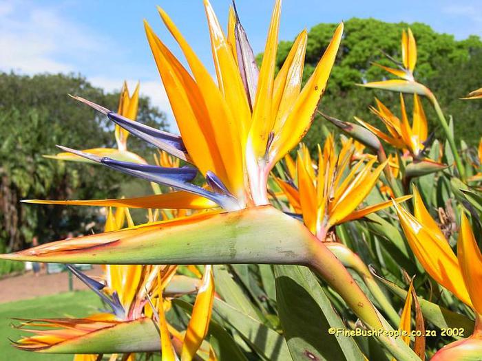 Strelitzia1_800x600 (700x525, 72Kb)