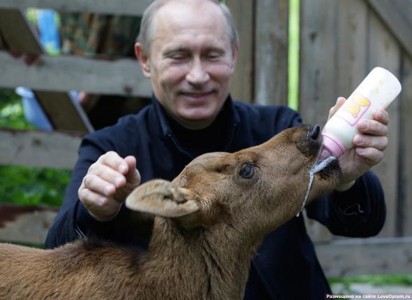 Путин И Стерхи Фото