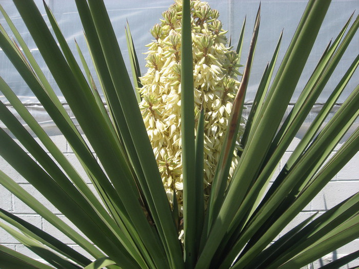 yucca-treculeana (700x525, 131Kb)