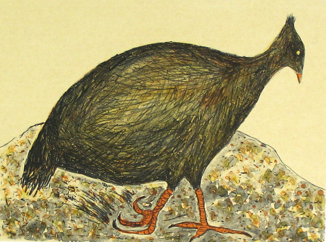 Orange-Footed Scrub (640x475, 140Kb)